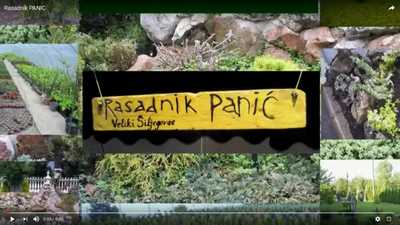 Rasadnik Panić - youtube